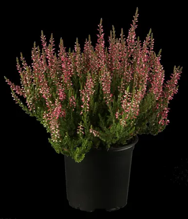 Calluna vulgaris 'Carmen Aurea' - P10.5 - image 4