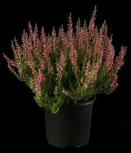 Calluna vulgaris 'Carmen Aurea' - P10.5 - image 4