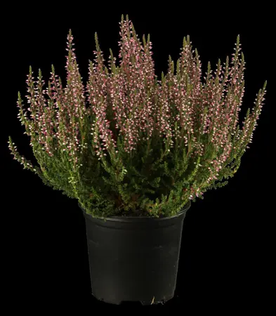 Calluna vulgaris 'Carmen Aurea' - P10.5 - image 1