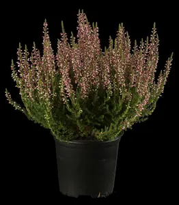 Calluna vulgaris 'Carmen Aurea'
