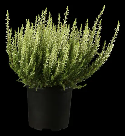 Calluna vulgaris 'Carmen Aurea' - P10.5 - image 3