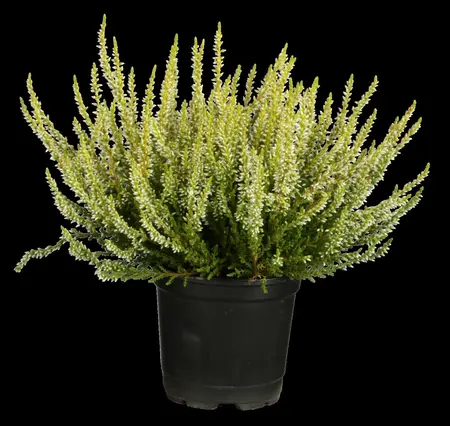 Calluna vulgaris 'Carmen Aurea' - P10.5 - image 5