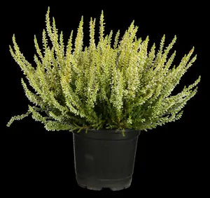 Calluna vulgaris 'Carmen Aurea' - P10.5 - image 5