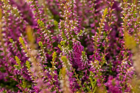 Calluna vulgaris 'Con Brio' - P9 - image 1
