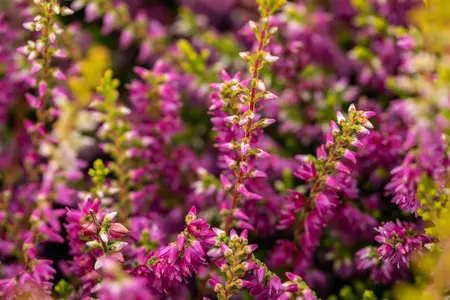 Calluna vulgaris 'Con Brio' - P9 - image 2