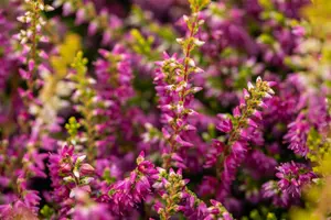 Calluna vulgaris 'Con Brio' - P9 - image 2