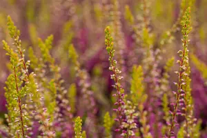 Calluna vulgaris 'Con Brio' - P9 - image 3