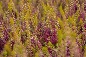 Calluna vulgaris 'Con Brio' - P9 - image 4