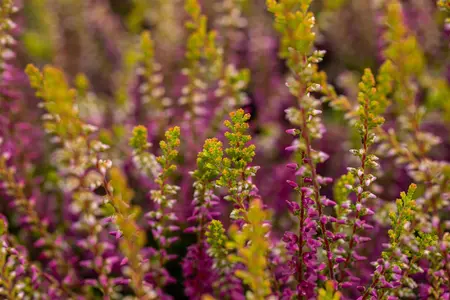 Calluna vulgaris 'Con Brio' - P9 - image 5