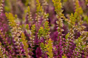Calluna vulgaris 'Con Brio' - P9 - image 5