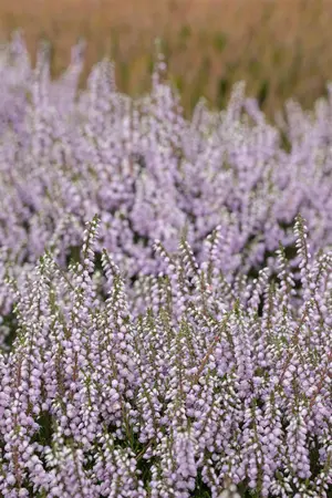 Calluna vulgaris 'County Wicklow' - P9 - image 1