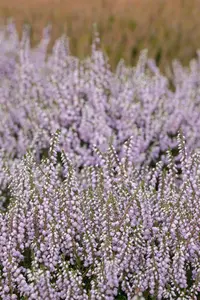 Calluna vulgaris 'County Wicklow'