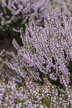 Calluna vulgaris 'County Wicklow' - P9 - image 2