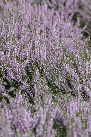 Calluna vulgaris 'County Wicklow' - P9 - image 3