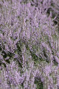 Calluna vulgaris 'County Wicklow' - P9 - image 3