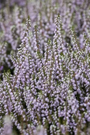 Calluna vulgaris 'County Wicklow' - P9 - image 4