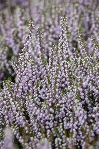 Calluna vulgaris 'County Wicklow' - P9 - image 4