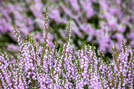 Calluna vulgaris 'County Wicklow' - P9 - image 5