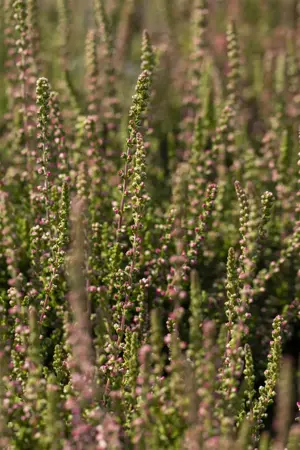 Calluna vulgaris 'Dark Beauty' - P10.5 - image 2