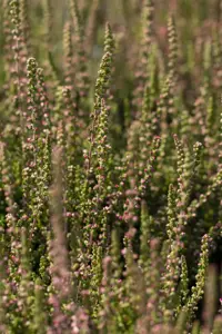 Calluna vulgaris 'Dark Beauty' - P10.5 - image 2