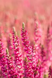 Calluna vulgaris 'Dark Beauty' - P9 - image 5