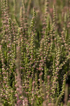 Calluna vulgaris 'Dark Beauty' - P12 - image 1