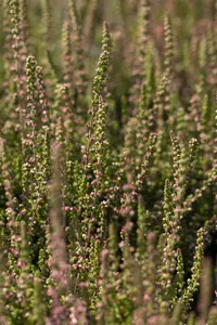 Calluna vulgaris 'Dark Beauty' - P12 - image 1