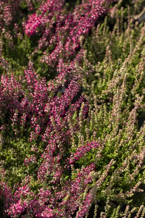 Calluna vulgaris 'Dark Beauty' - P12 - image 3
