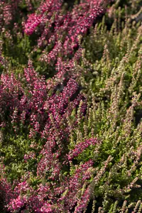 Calluna vulgaris 'Dark Beauty' - P12 - image 3