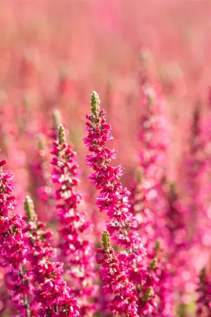 Calluna vulgaris 'Dark Beauty' - P12 - image 4