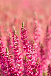 Calluna vulgaris 'Dark Beauty' - P12 - image 4