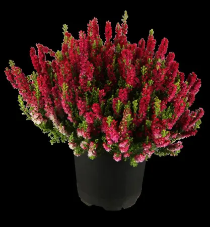 Calluna vulgaris 'Dark Beauty' - P10.5 - image 1