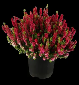 Calluna vulgaris 'Dark Beauty'