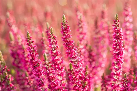 Calluna vulgaris 'Dark Beauty' - P12 - image 5