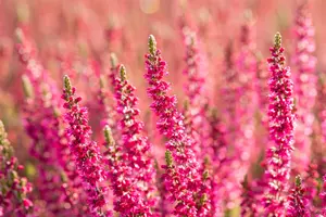 Calluna vulgaris 'Dark Beauty' - P12 - image 5