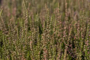 Calluna vulgaris 'Dark Beauty' - P10.5 - image 3