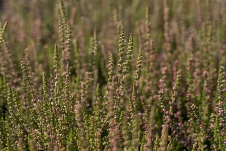 Calluna vulgaris 'Dark Beauty' - P9 - image 3