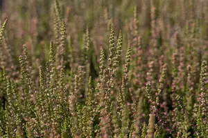 Calluna vulgaris 'Dark Beauty' - P9 - image 3