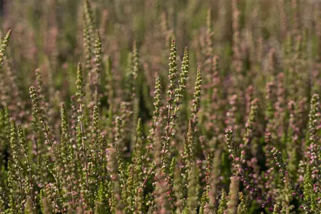 Calluna vulgaris 'Dark Beauty' - P12 - image 2