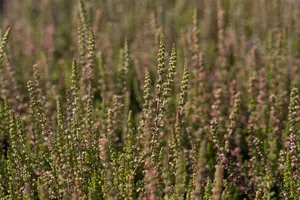 Calluna vulgaris 'Dark Beauty' - P12 - image 2