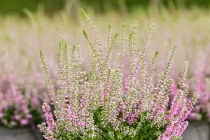 Calluna vulgaris 'Darkness' - 1.5 Ltr pot
