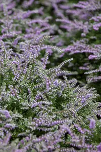 Calluna vulgaris 'Dirry' - P9 - image 2