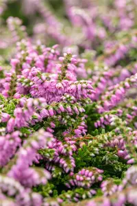 Calluna vulgaris 'Dirry' - P9 - image 5