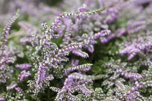Calluna vulgaris 'Dirry'