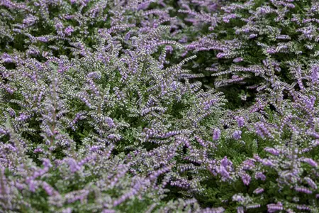 Calluna vulgaris 'Dirry' - P9 - image 3