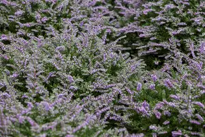 Calluna vulgaris 'Dirry' - P9 - image 3