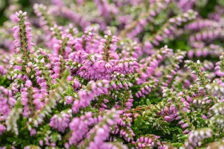 Calluna vulgaris 'Dirry' - P9 - image 4