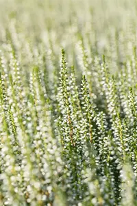 Calluna vulgaris 'Elisa' - P10.5 - image 5