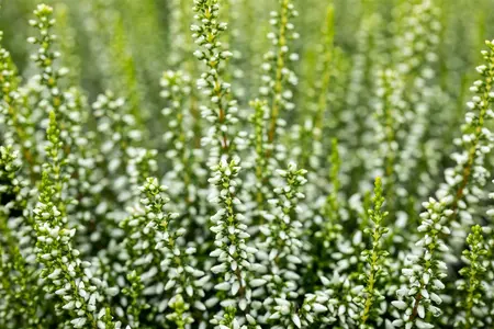 Calluna vulgaris 'Elisa' - P10.5 - image 2