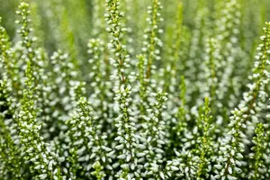 Calluna vulgaris 'Elisa' - P10.5 - image 2
